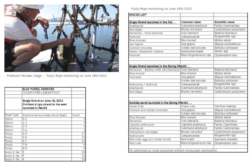 2014_species_found_on_Gowanus_mussel_nets_to_transfer_to_database_Kate_Orff.jpg