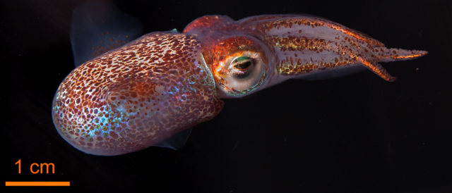 Hawaiian bobtail squid with glowing bacteria