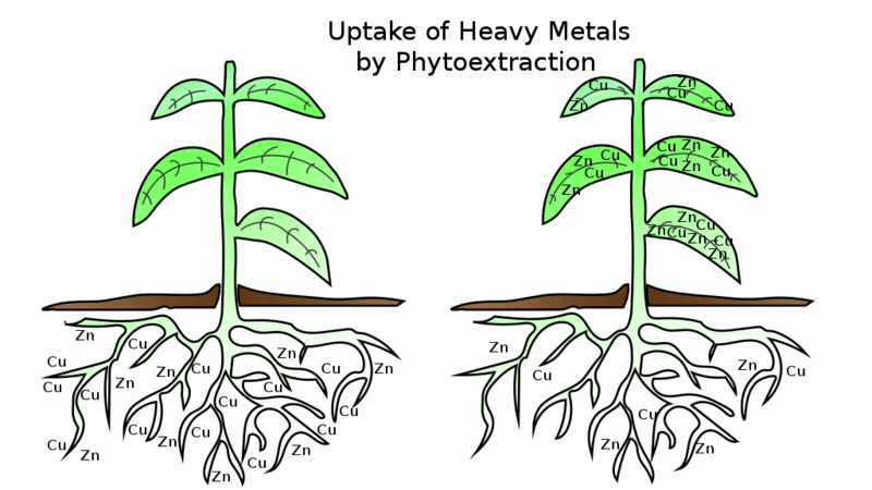 Phytoextraction.png