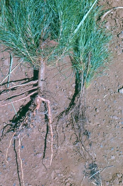 mycorrhizae_growth.jpg